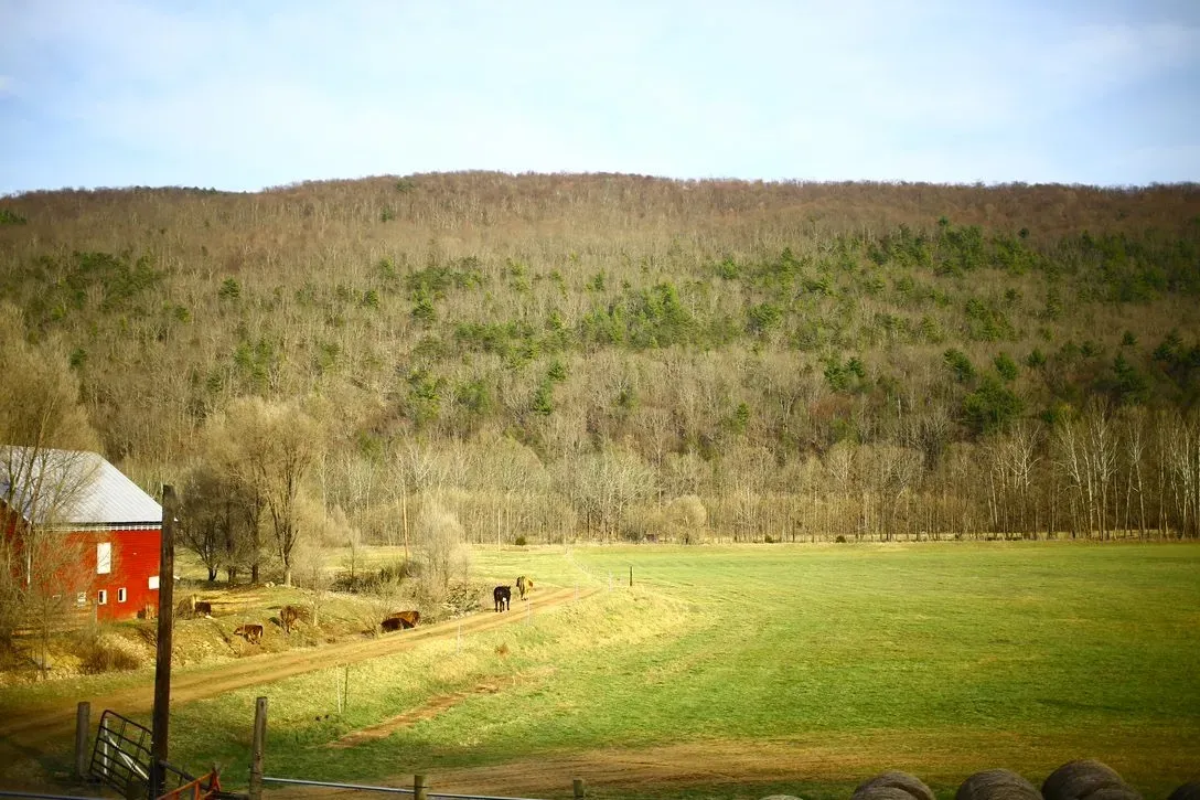 Adaptive multi-paddock grazing may help soil and animals