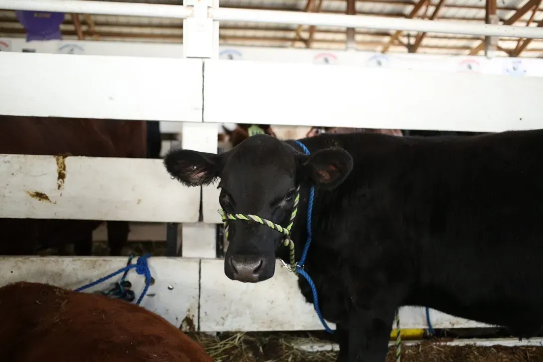 Phenotype-Genotype Show says cattle are more than just looks